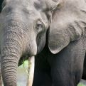 Slon pralesní