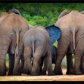 NP Addo - sloní rodinka