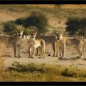 NP Kalahari Gemsbok - lví rodinka