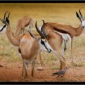 NP Kalahari Gemsbok - antilopy skákavé